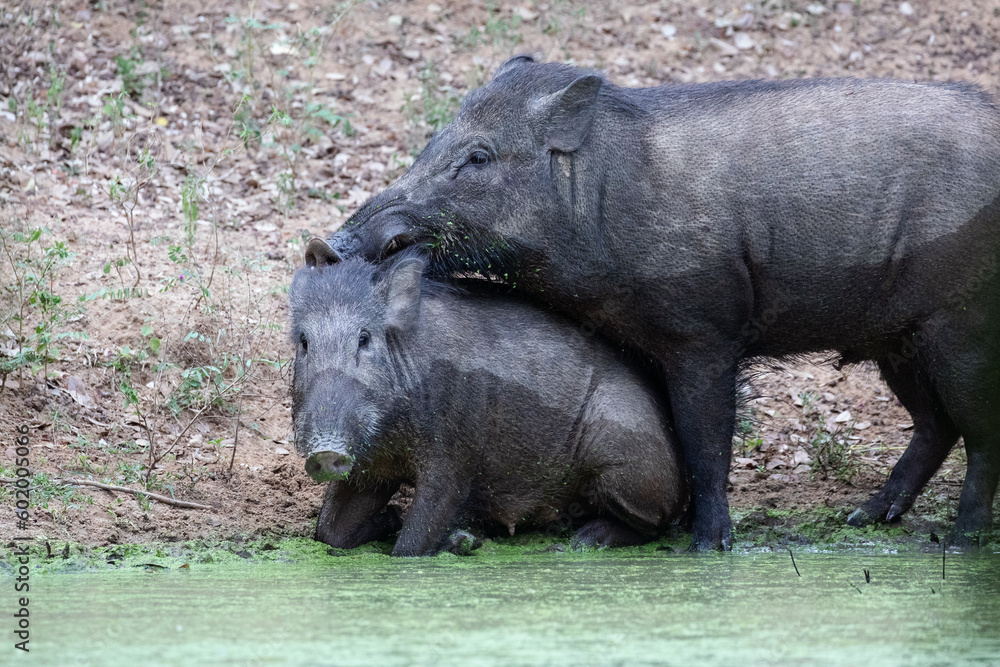 A pair of wild boar at a water hole in the jungle. A pair of wild boar at a water hole in the jungle.