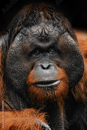 Huge Orangutan alpha male isolated on black background © Sven Taubert