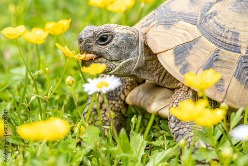 Griechische Schildkröte beim Fressen