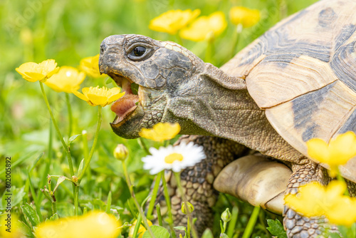 Griechische Landschildkröte beim Fressen