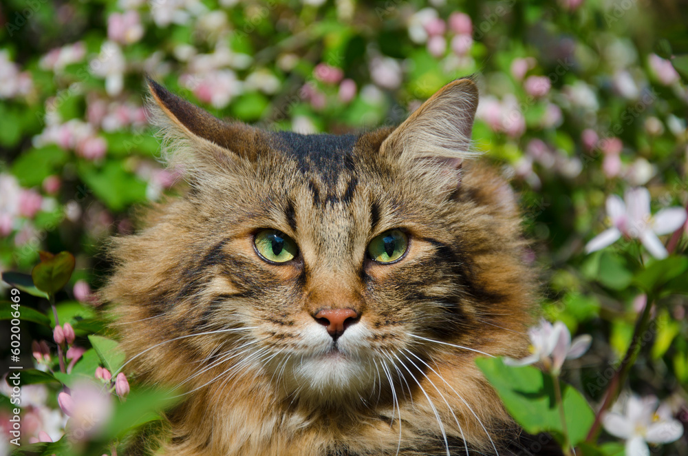 Portrait of a fluffy tabby cat in a blooming garden. Portrait of a fluffy tabby cat in a blooming garden.
