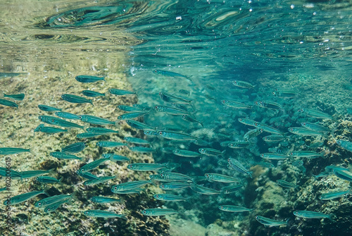 Fototapeta Naklejka Na Ścianę i Meble -  a lot of small fish underwater in the sea underwater photography against the background of stones