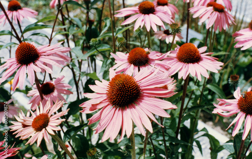 Echinacea Purpurea