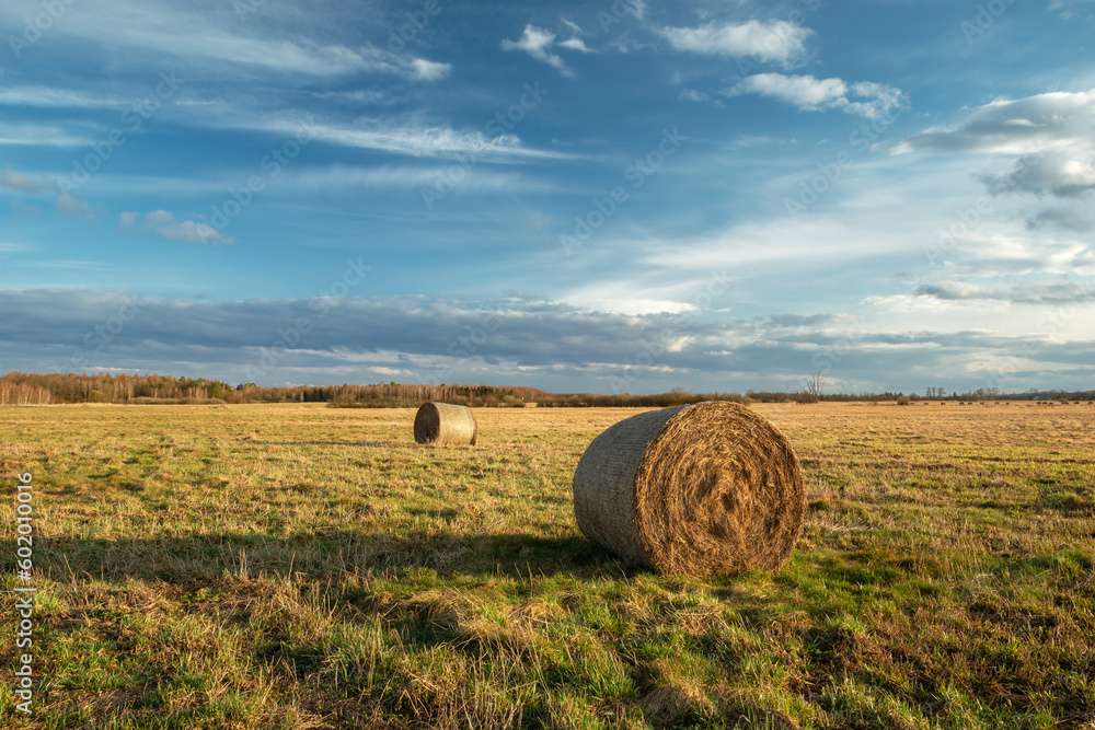 Round bales of hay lying on the meadow and clouds on the sky