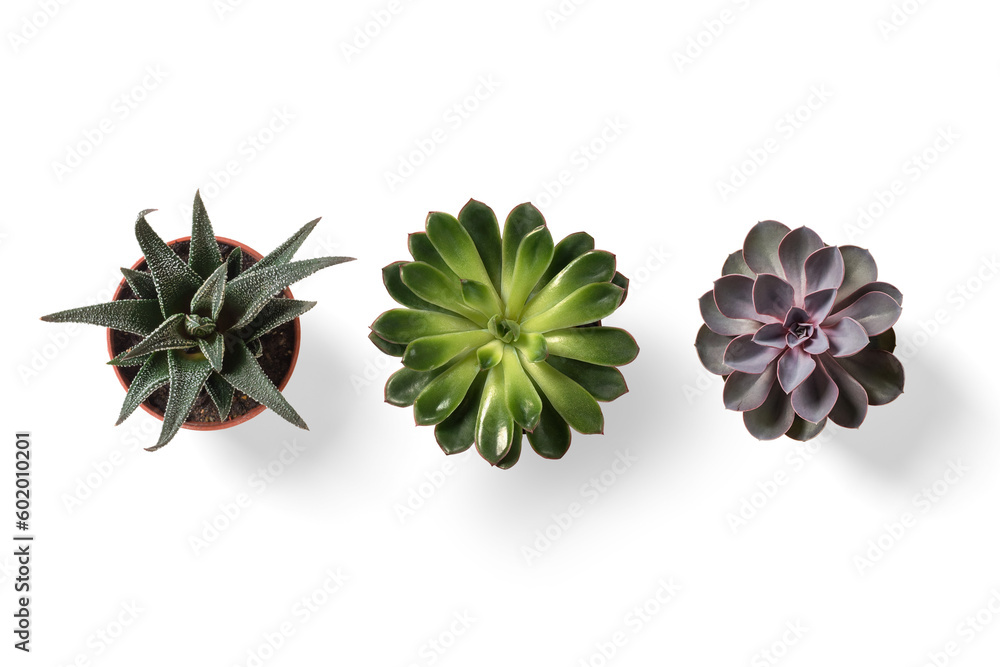 Ταπετσαρία Top view of small potted cactus succulent plant isolated on a transparent background, PNG