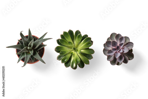 Top view of small potted cactus succulent plant isolated on a transparent background, PNG. High resolution.  photo
