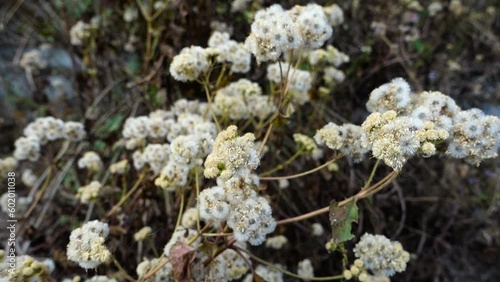 Petasites frigidus, the Arctic sweet coltsfoot or Arctic butterbur, is a species of flowering plant in the family Asteraceae. Uttarakhand India. photo