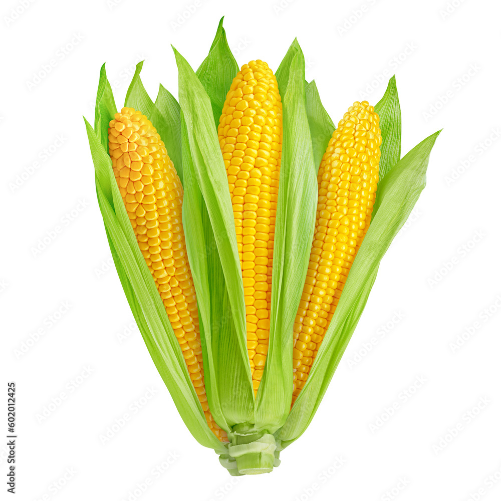 corn ear, isolated on white background, full depth of field corn ear, isolated on white background, full depth of field