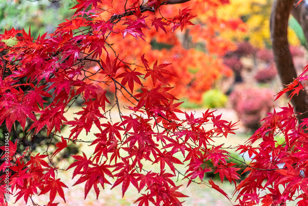 雨に濡れ艶めく紅葉