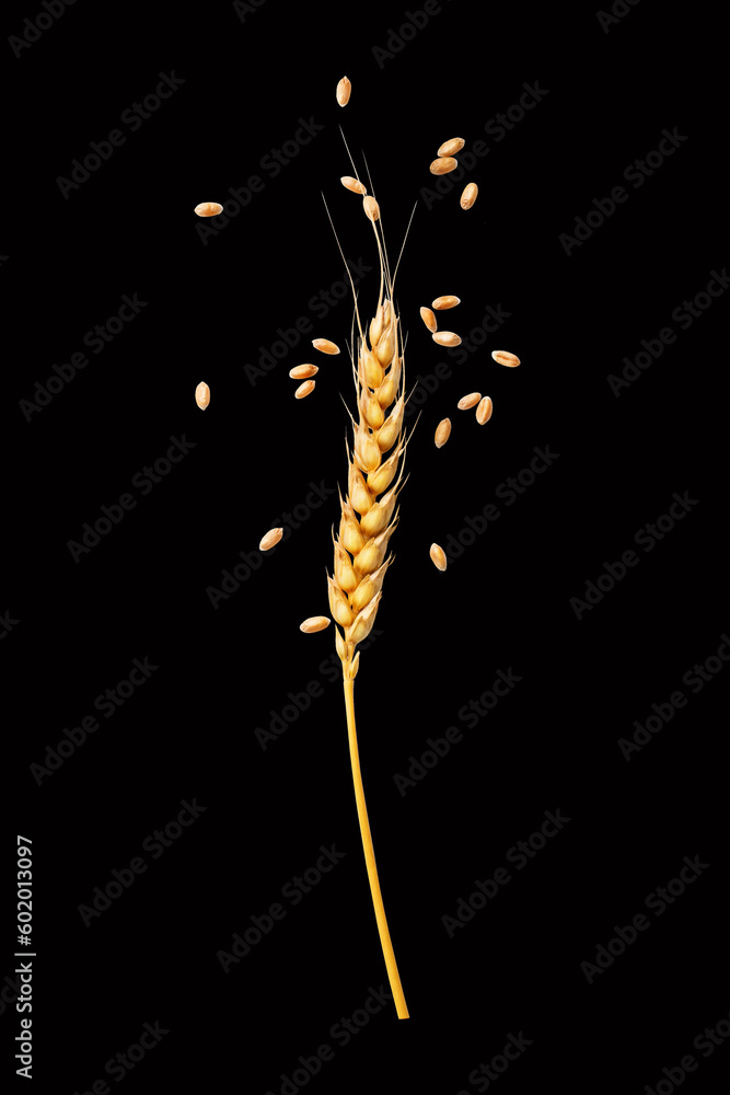 an ear of wheat on a black background an ear of wheat on a black background