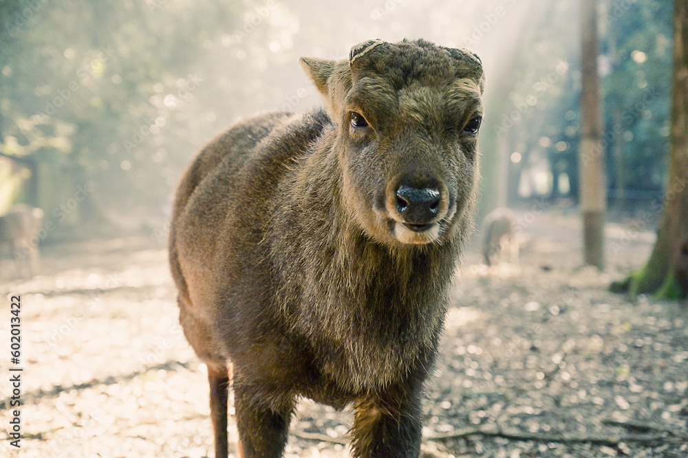 Fototapeta premium シカのボス