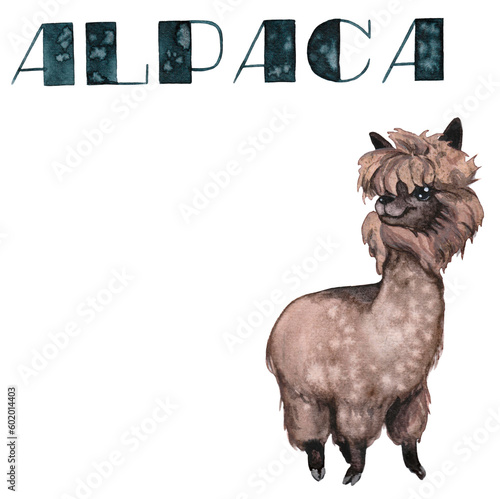 Alpaca  picture for children s blocks  watercolor illustration 