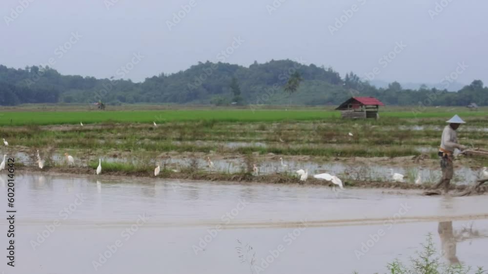 Rice field ploughman accompanied by hundreds of egrets in Konawe, Southeast Sulawesi, Indonesia Rice field ploughman accompanied by hundreds of egrets in Konawe, Southeast Sulawesi, Indonesia
