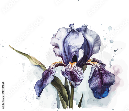 iris. watercolor. botanical illustration. This image can be used for postcards invitations flyers