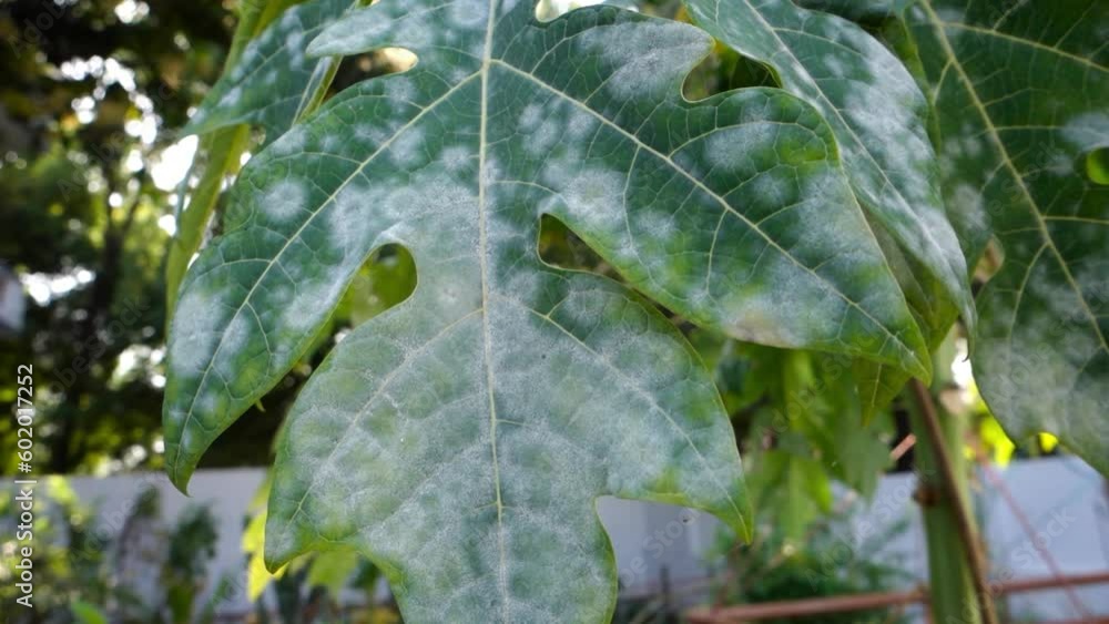 A dried up papaya leaf about to fall from a tree. An infected dead papaya tree leaf in an Indian garden. A dried up papaya leaf about to fall from a tree. An infected dead papaya tree leaf in an Indian garden.