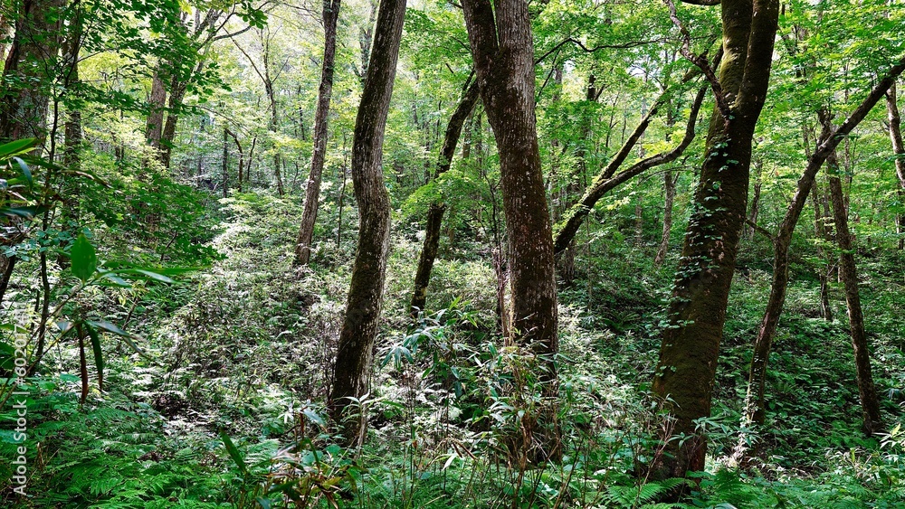 新緑の白神山地の森林の風景 新緑の白神山地の森林の風景