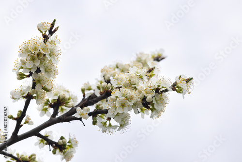 Branches of a blossoming apple tree on plantations in Puch bei Weiz in Austria's Styria photo