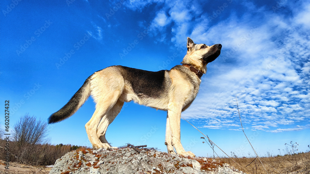 Dog German Shepherd on big stone in a field with dry yellow grass, blue sky with white clouds on background in sunny autumn or spring day. Russian eastern European dog veo Dog German Shepherd on big stone in a field with dry yellow grass, blue sky with white clouds on background in sunny autumn or spring day. Russian eastern European dog veo