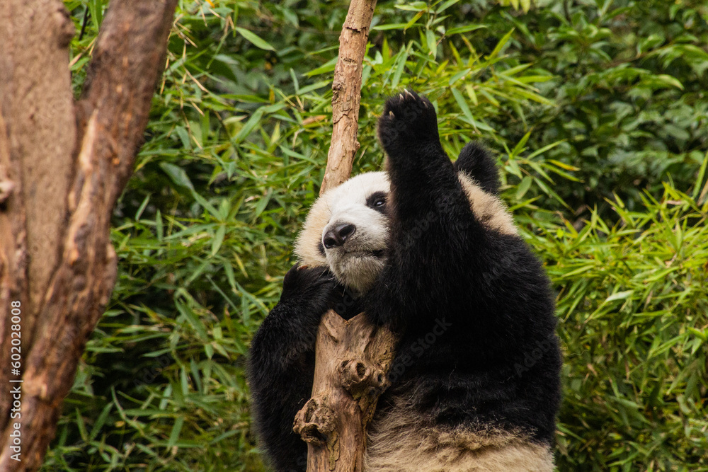 Obraz premium Giant Panda (Ailuropoda melanoleuca) climbing a tree at the Giant Panda Breeding Research Base in Chengdu, China