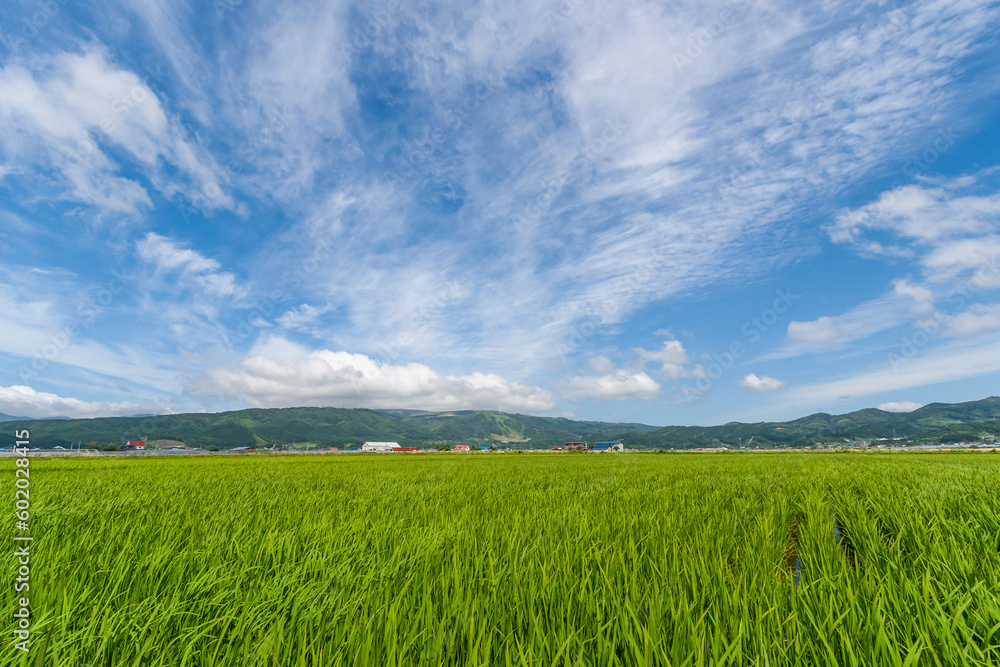 大野平野の稲作風景