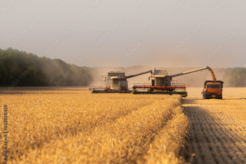 Fototapeta premium Combine harvester harvests wheat