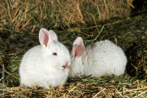 little white rabbit eating grass