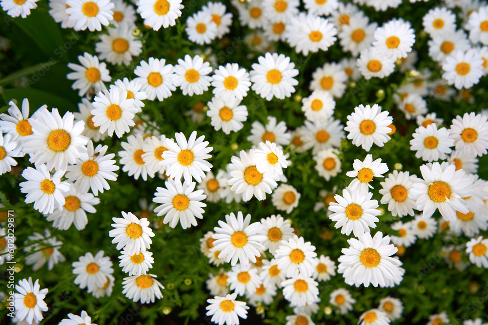 field of daisies