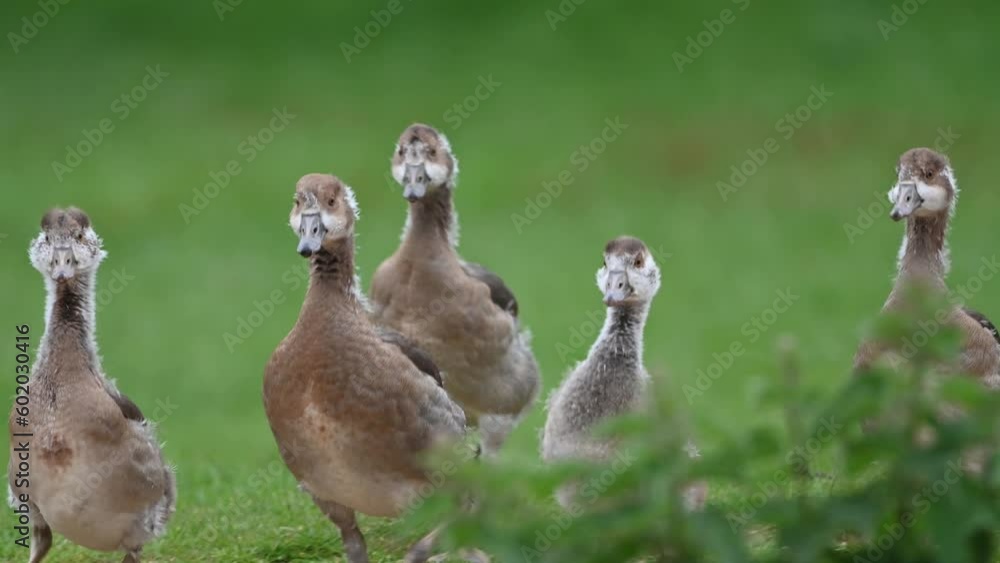 Group of growing goslings watched over by Mother goose Group of growing goslings watched over by Mother goose