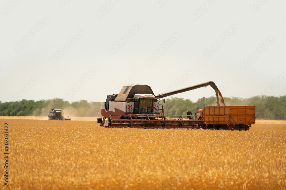 Fototapeta premium Combine harvester harvests wheat