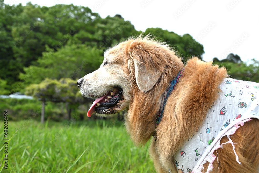 草原で癒されてる愛犬