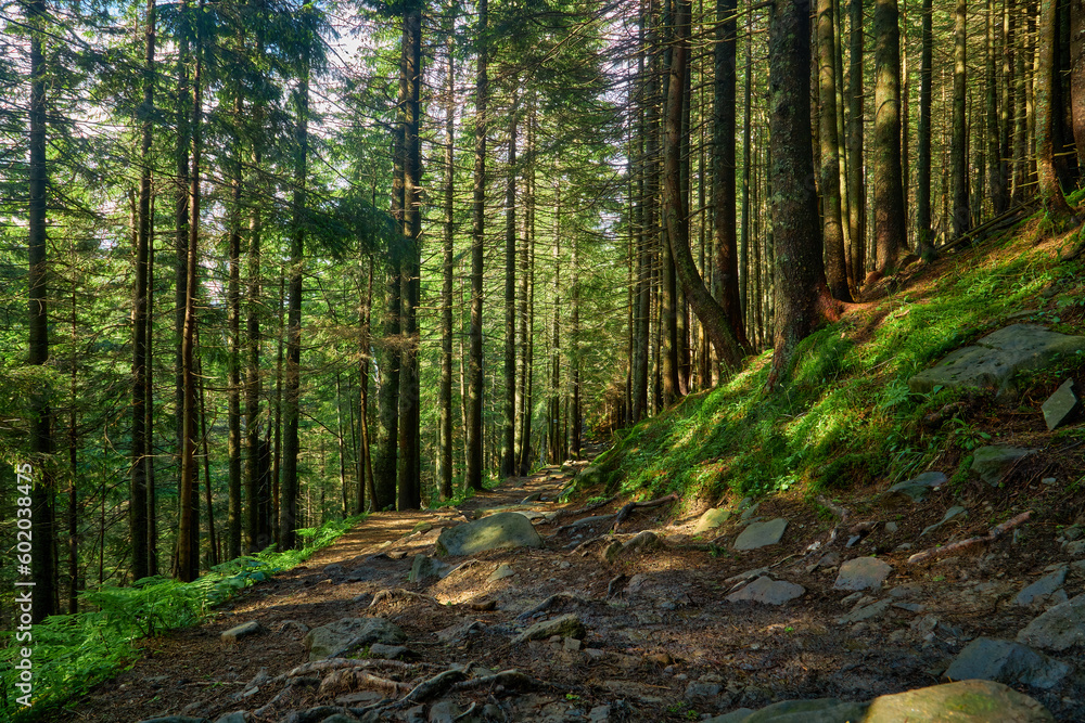 Walking path in the mountain forest. Walking path in the mountain forest.