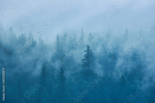 Misty landscape with fir forest © Ryzhkov Oleksandr