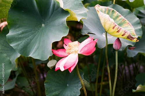 Lotus in Kyoto