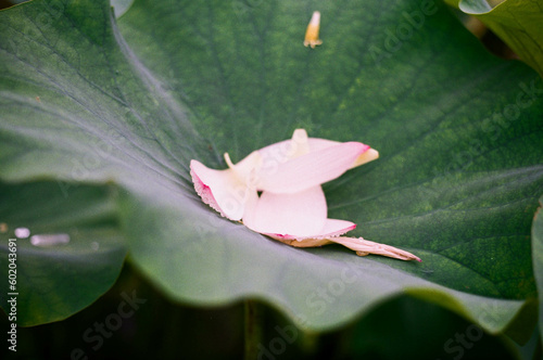 Lotus in Kyoto