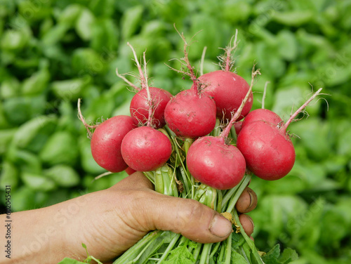 Radish harvest fresh vegetable hand market shop Raphanus raphanistrum sprout grows ground bio farmer farming agricultural farm ecology garden, organically grown edible root Europe photo