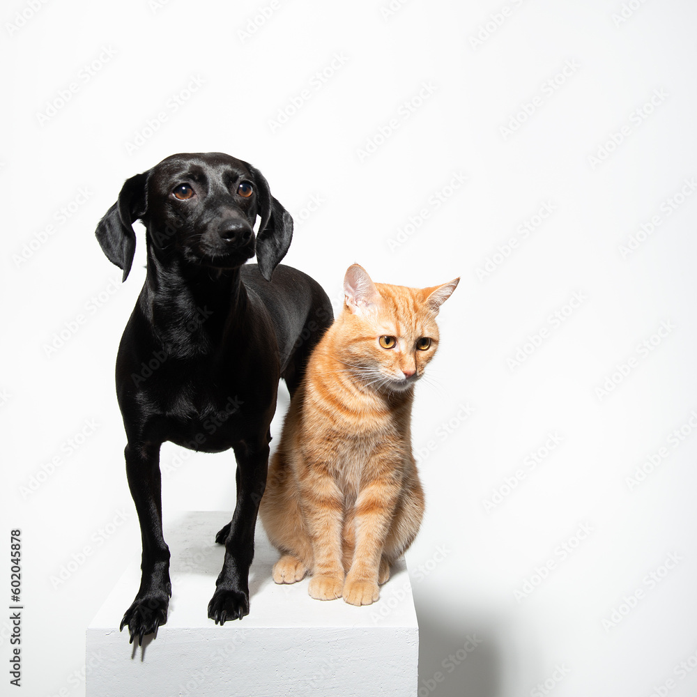 Small black short-haired dog with ginger cat posing over white background. Adorable pet's indoor portrait