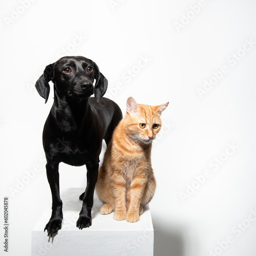 Small black short-haired dog with ginger cat posing over white background. Adorable pet s indoor portrait