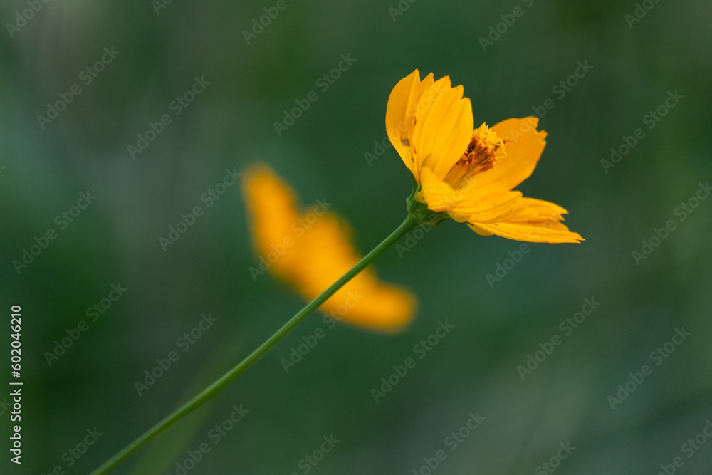 Obraz premium yellow flower