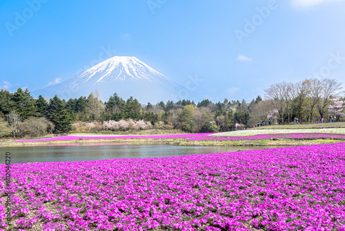 Fototapeta Naklejka Na Ścianę i Meble -  富士山と満開の芝桜