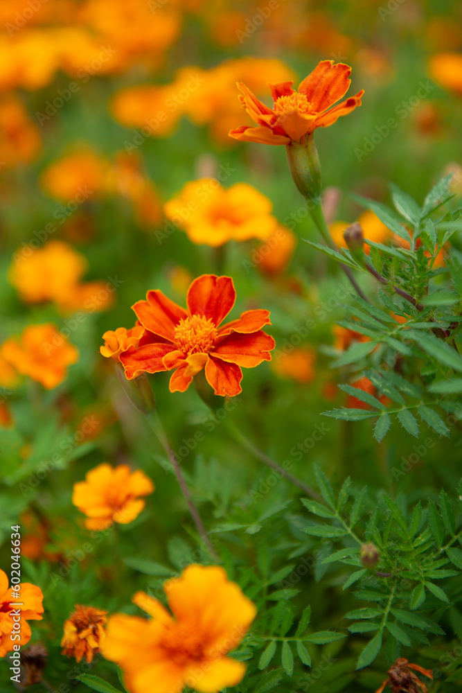 Marigold blooms in the fall garden Marigold blooms in the fall garden
