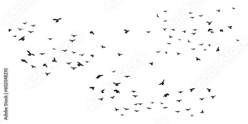 A flock of flying birds silhouette, flight in different positions. Hover, soaring, landing, flying, flutter. Isolated vector