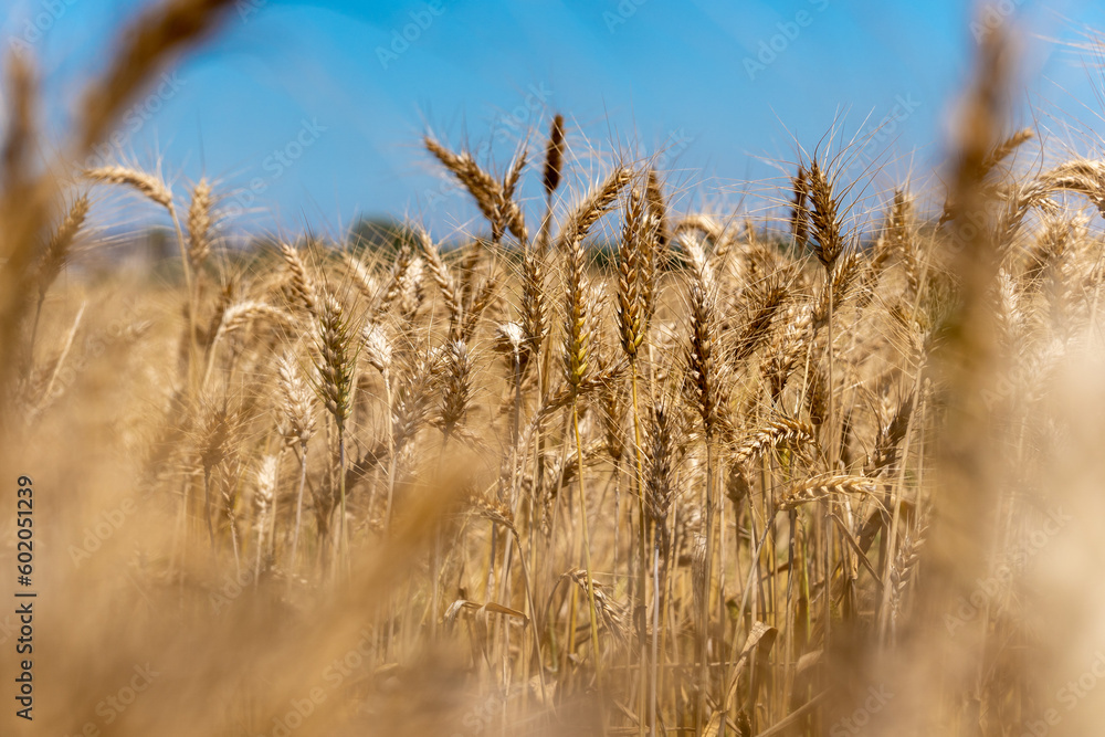 Golden wheat field and sunny day. Ears of golden wheat close up. Beautiful Nature Sunset Landscape Golden wheat field and sunny day. Ears of golden wheat close up. Beautiful Nature Sunset Landscape