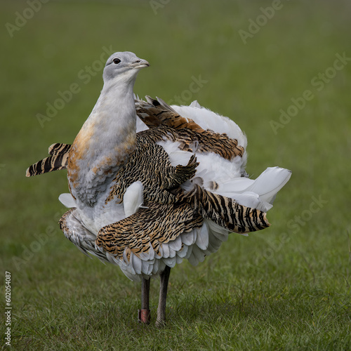 Photos Great Bustard displaying