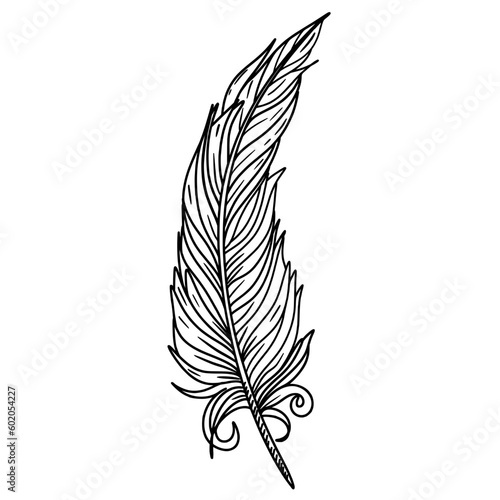 Bird feather hand drawn