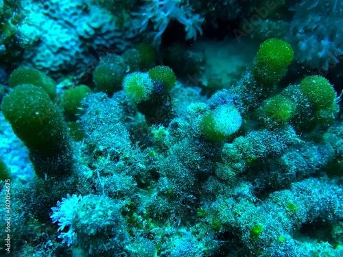coral reef in sea © likbatonboot