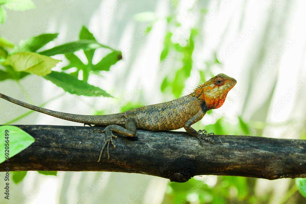 Whistling lizard (Calotes liolepis) on a stick Whistling lizard (Calotes liolepis) on a stick