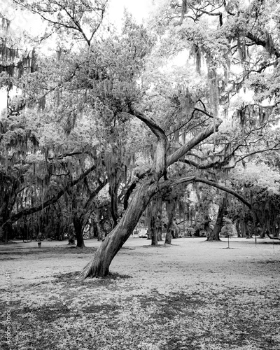 tree in park
