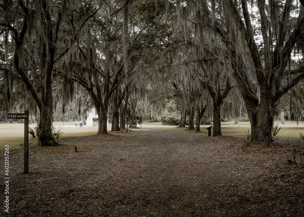 Naklejka premium trees in the park