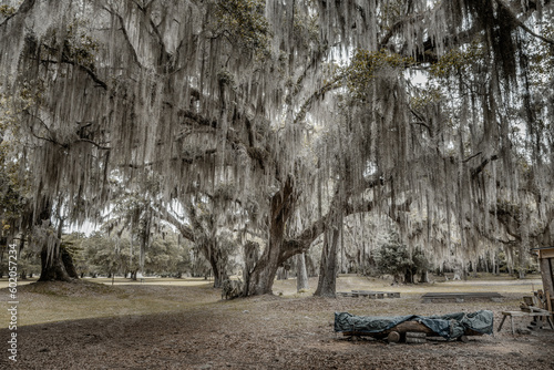 tree in the park