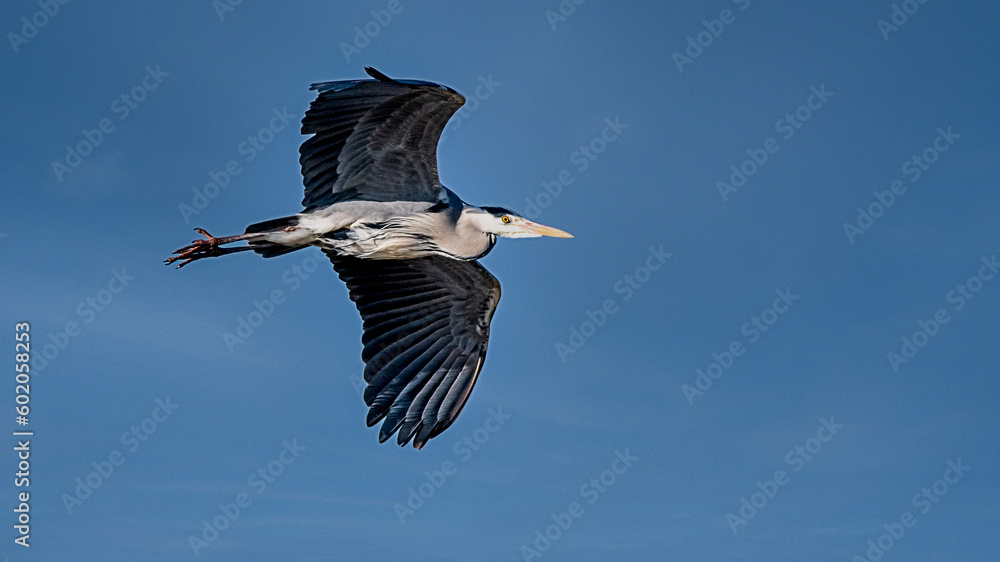 Obraz premium The Majestic Heron Contemplates Its Reflection